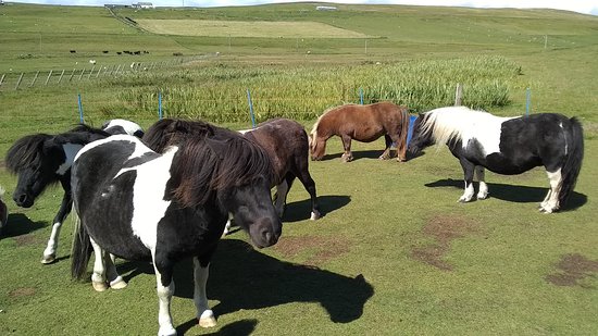 Carol’s Shetland ponies on guided tour