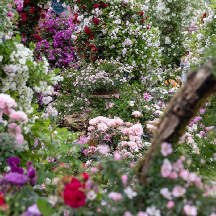 An abundant display of pink, white and purple roses at Chelsea