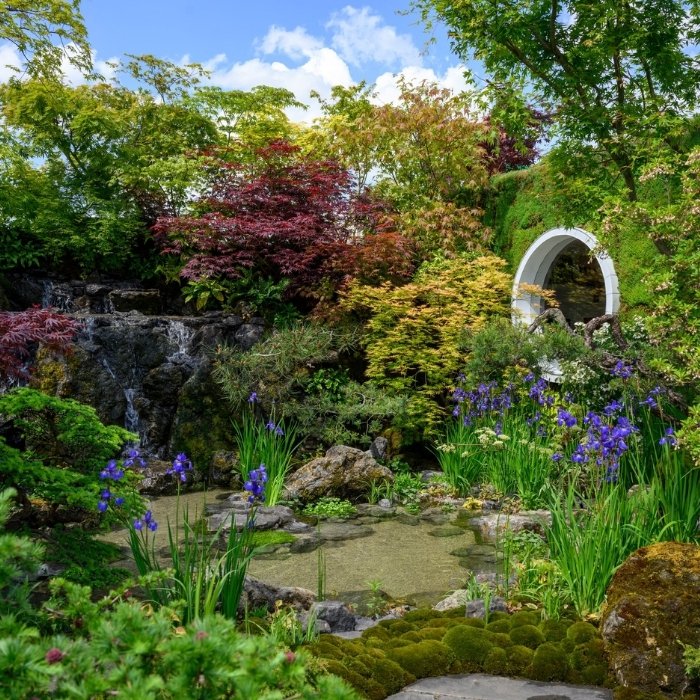 A Chelsea garden with Japanese maples, irises, water and a circular gateway