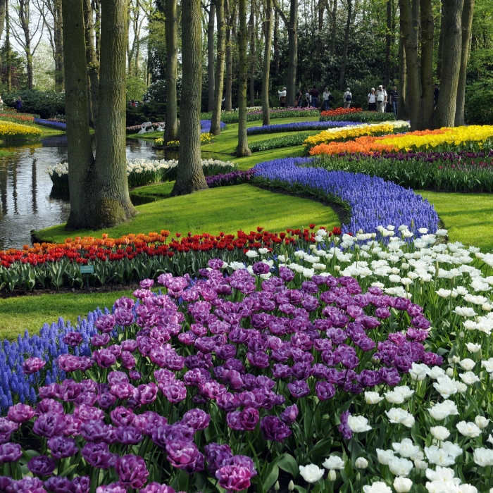 Colourful spring flower beds beneath mature trees at Keukenhof