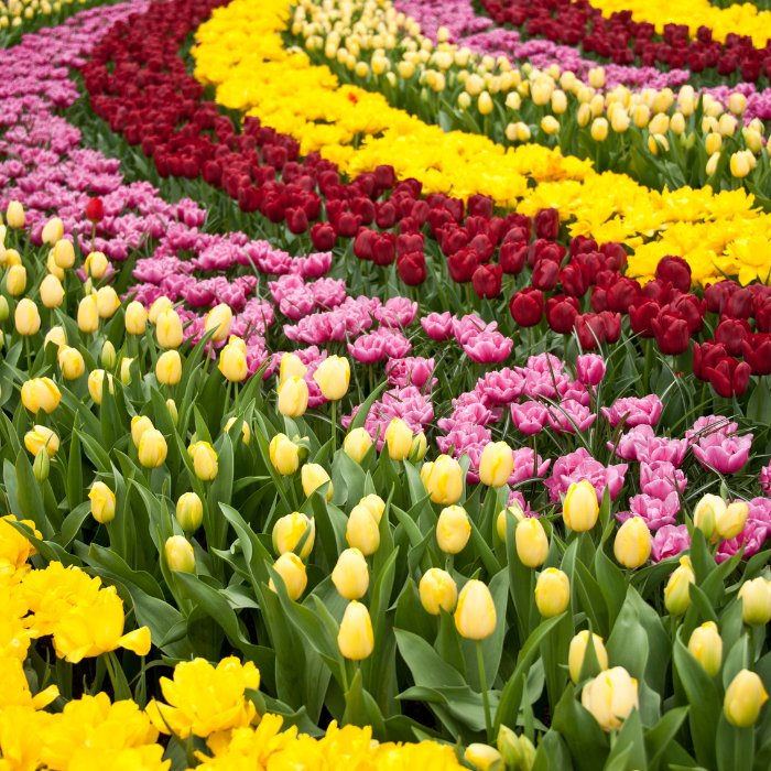 Curving ribbons of pink, yellow and deep red spring flowers at Keukenhof