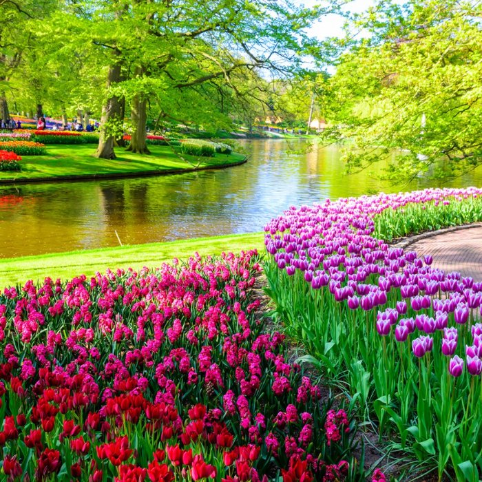 Pink and purple tulips beside water and mature trees at Keukenhof Gardens