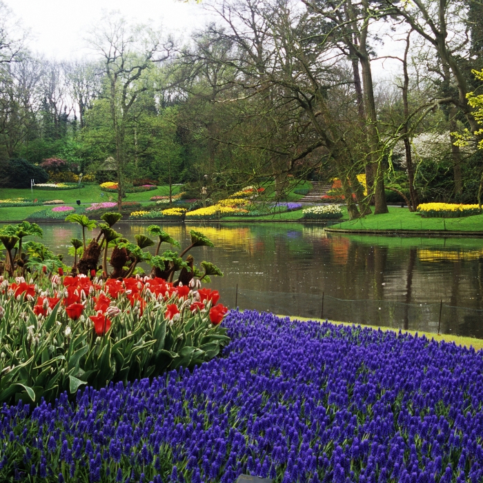 Sweeping purple and red flower beds beneath Keukenhof's mature trees
