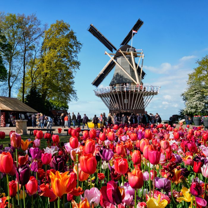 Keukenhof's windmill rising behind a bright display of spring flowers